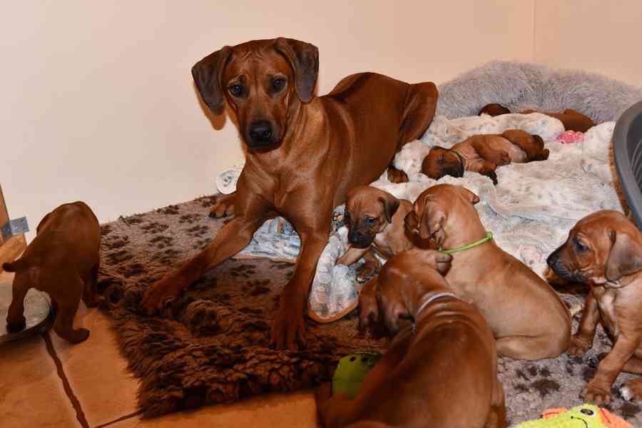 Rhodeský Ridgeback - vymazlená štěňátka s PP - foto 13