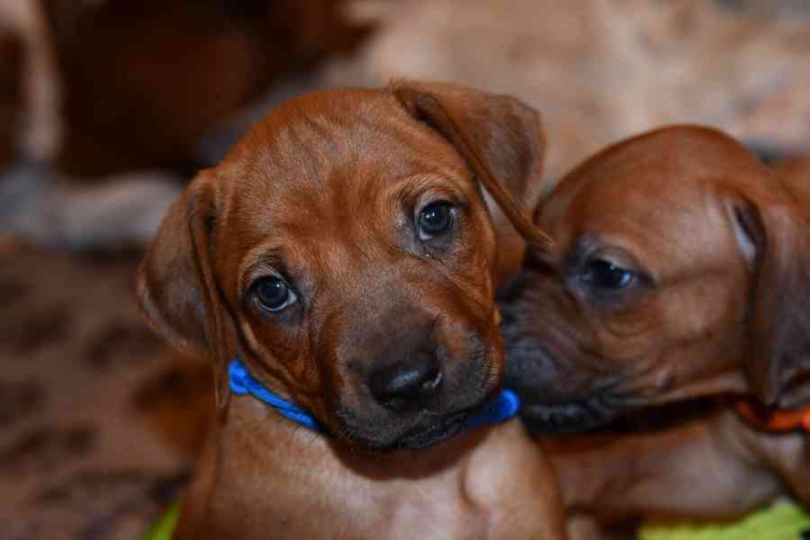 Rhodeský Ridgeback - vymazlená štěňátka s PP - foto 11