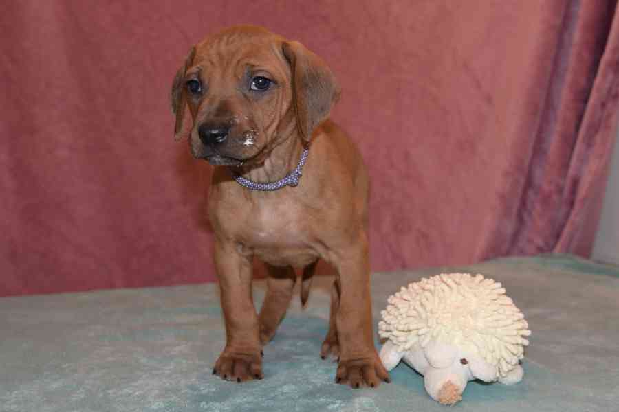 Rhodeský Ridgeback - vymazlená štěňátka s PP - foto 7