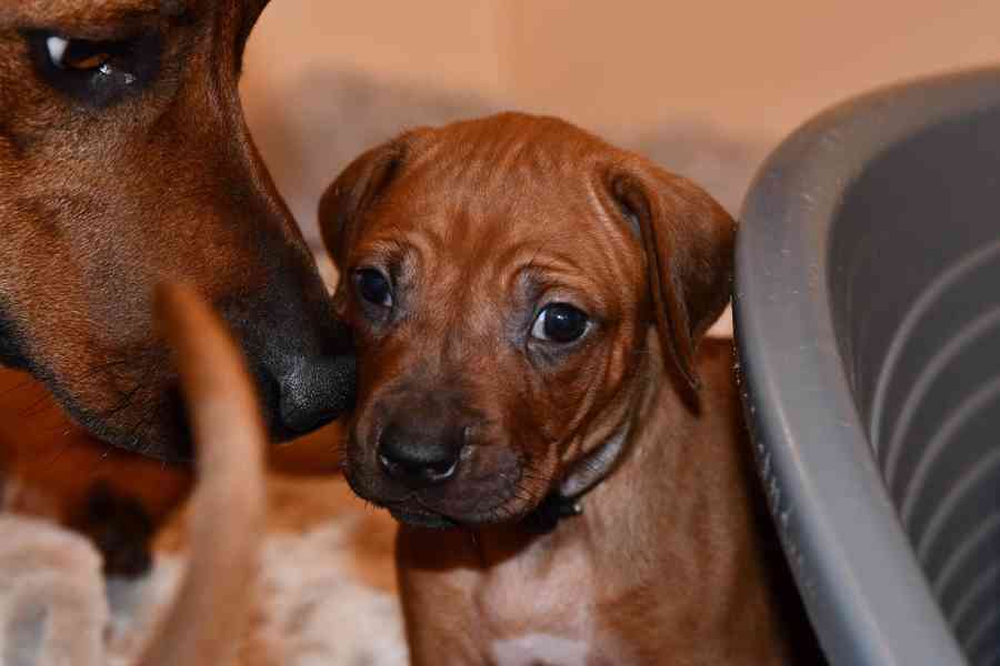 Rhodeský Ridgeback - vymazlená štěňátka s PP - foto 12