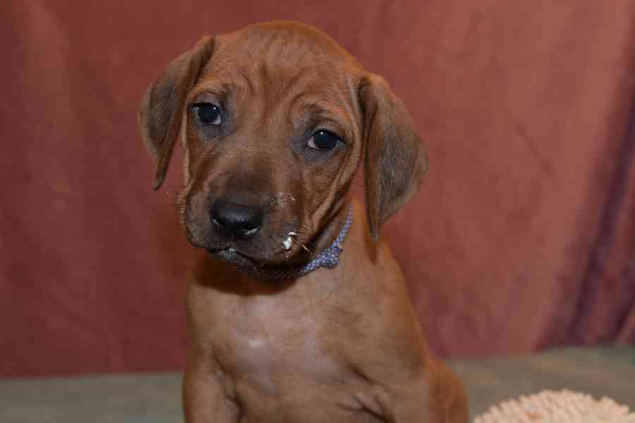 Rhodeský Ridgeback - vymazlená štěňátka s PP - foto 6