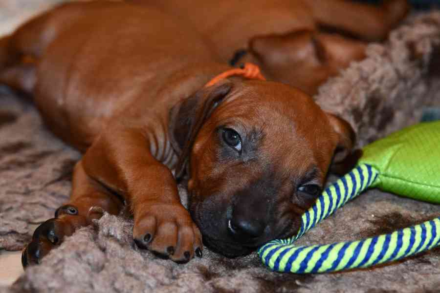 Rhodeský Ridgeback - vymazlená štěňátka s PP - foto 10