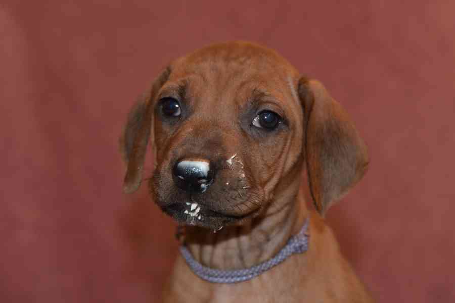 Rhodeský Ridgeback - vymazlená štěňátka s PP - foto 8