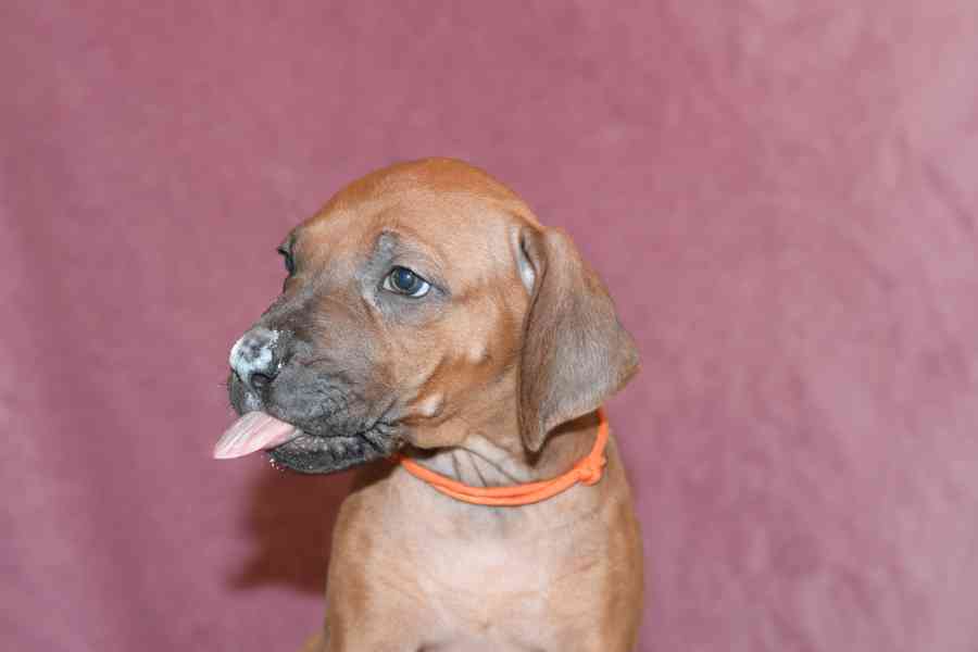 Rhodeský Ridgeback - vymazlená štěňátka s PP - foto 2