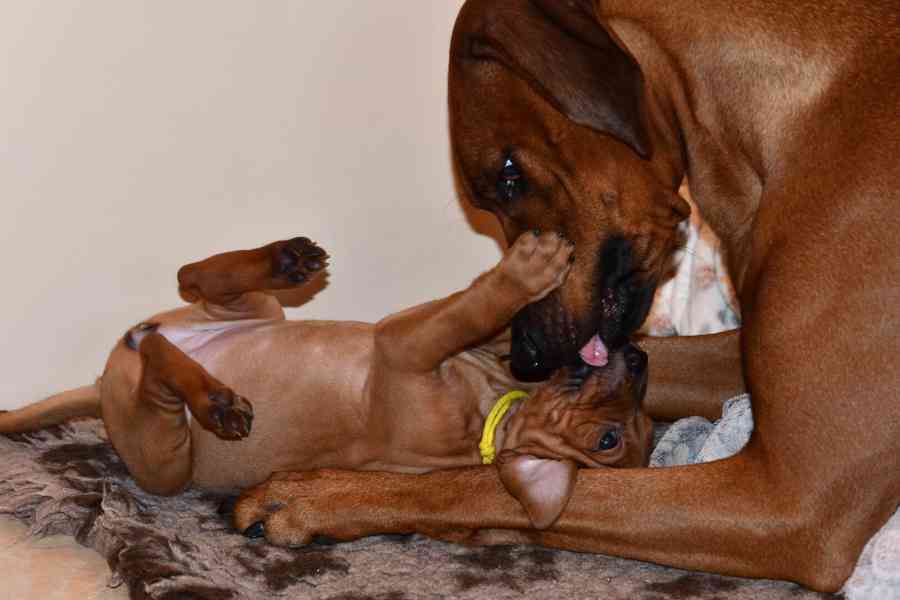 Rhodeský Ridgeback - vymazlená štěňátka s PP - foto 9