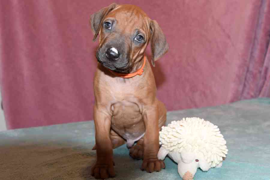 Rhodeský Ridgeback - vymazlená štěňátka s PP - foto 3