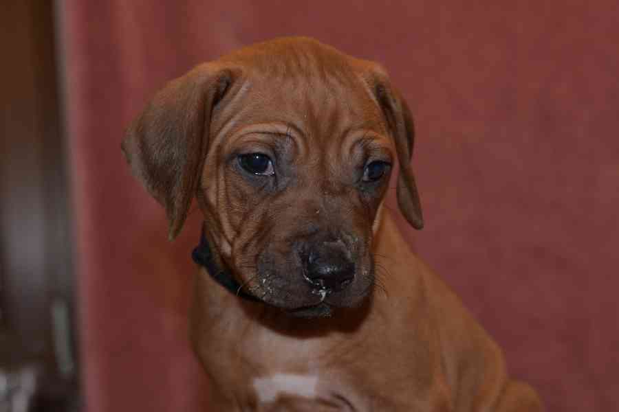 Rhodeský Ridgeback - vymazlená štěňátka s PP - foto 4