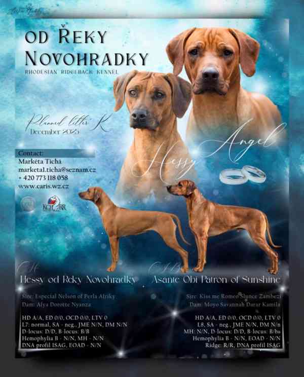 Rhodeský Ridgeback - vymazlená štěňátka s PP - foto 14