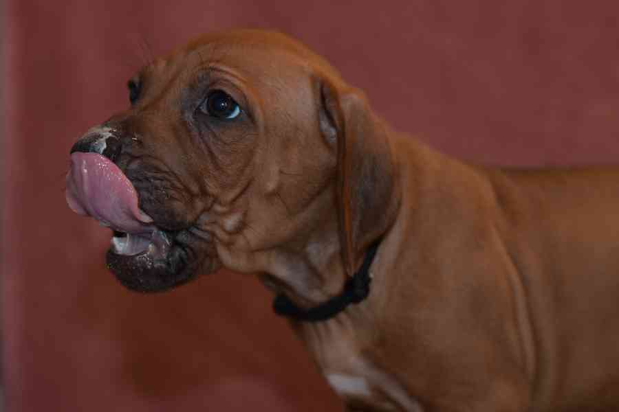 Rhodeský Ridgeback - vymazlená štěňátka s PP - foto 5