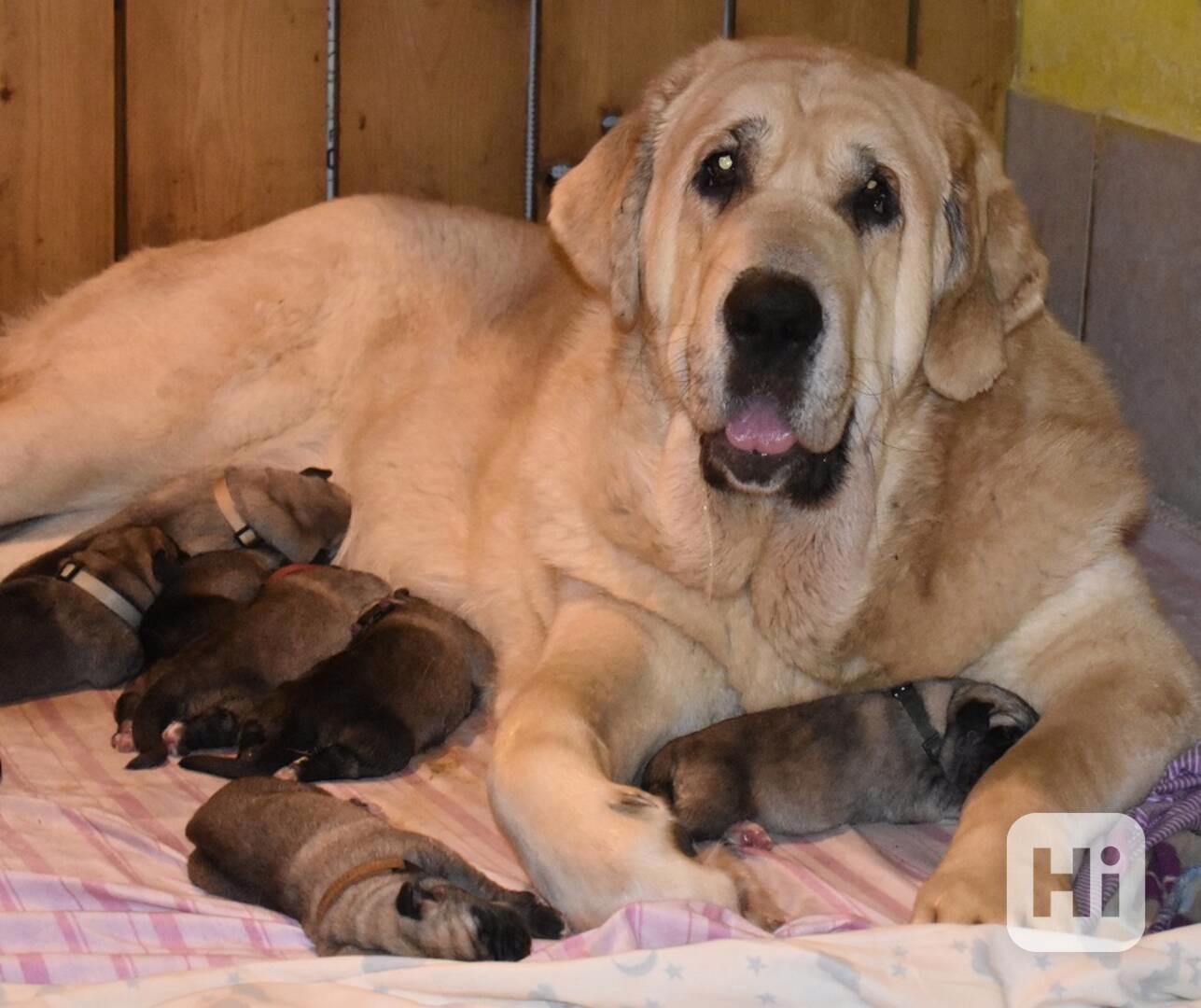 Španělský mastin-bereme záznam na štěnátka-odběr konec ledna - foto 1