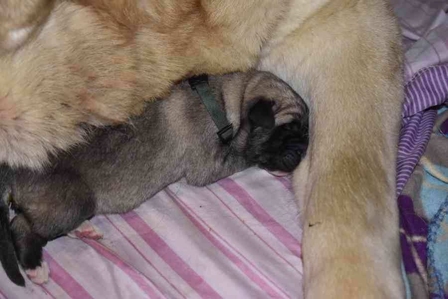 Španělský mastin-bereme záznam na štěnátka-odběr konec ledna - foto 5