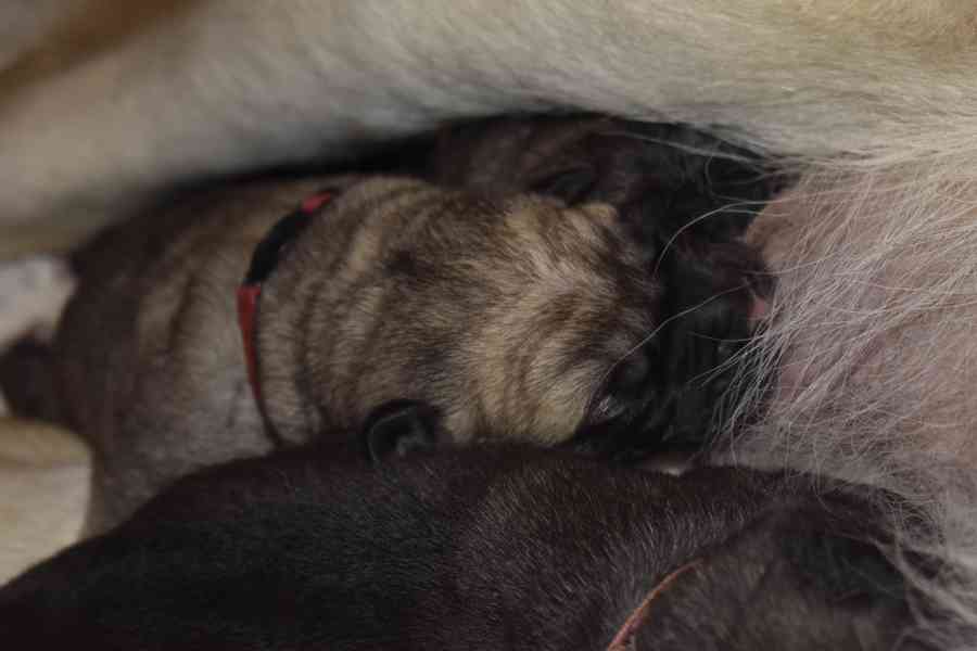 Španělský mastin-bereme záznam na štěnátka-odběr konec ledna - foto 6
