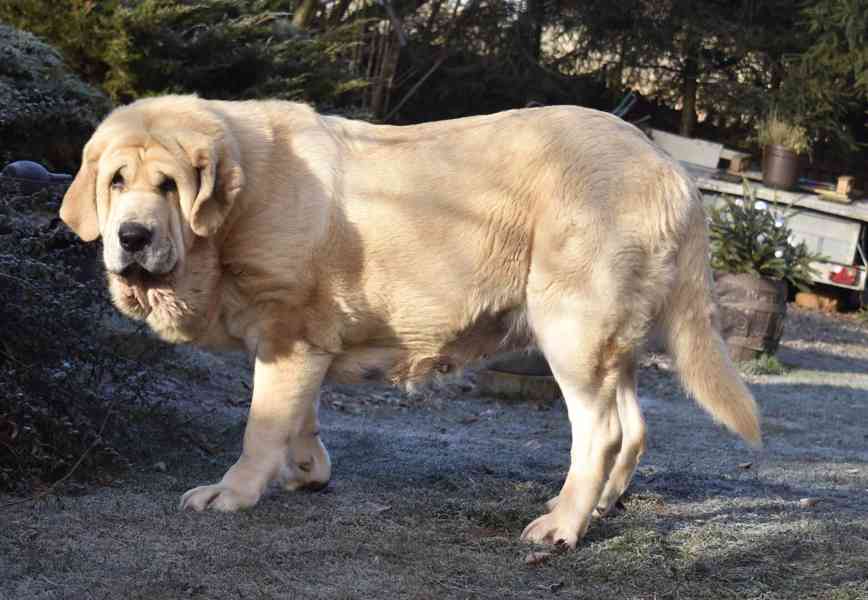 Španělský mastin-bereme záznam na štěnátka-odběr konec ledna - foto 7