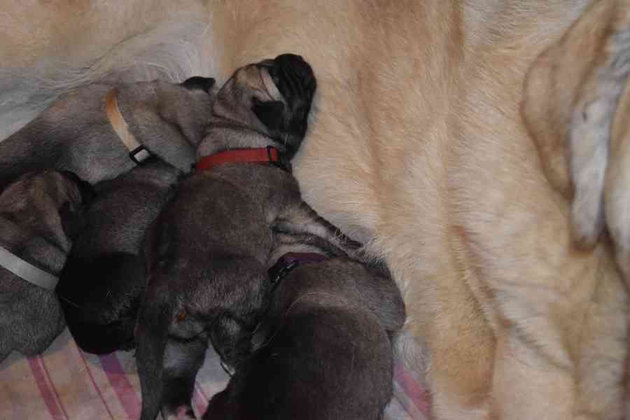 Španělský mastin-bereme záznam na štěnátka-odběr konec ledna - foto 2