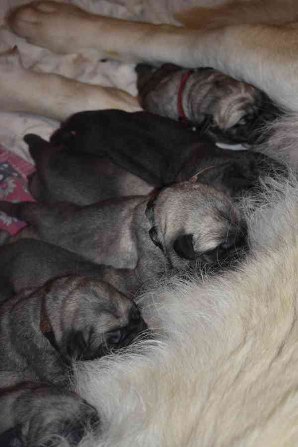 Španělský mastin-bereme záznam na štěnátka-odběr konec ledna - foto 3