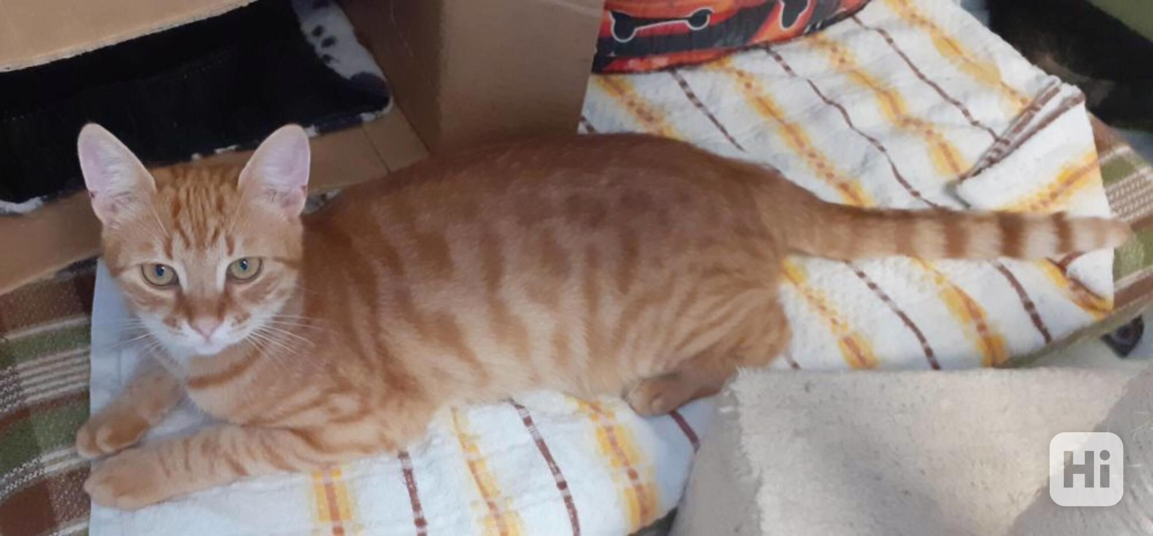 Nesmělý 11měsíční rezavý Filípek hledá domov - foto 1