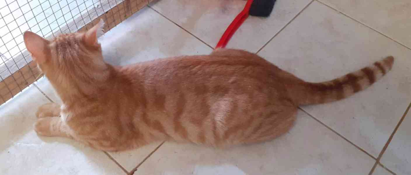 Nesmělý 11měsíční rezavý Filípek hledá domov - foto 6