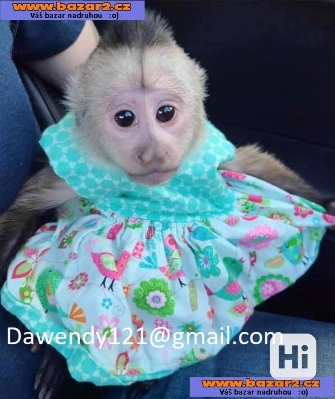 Prodám nádherná mláďata kapucínských opic. - foto 1