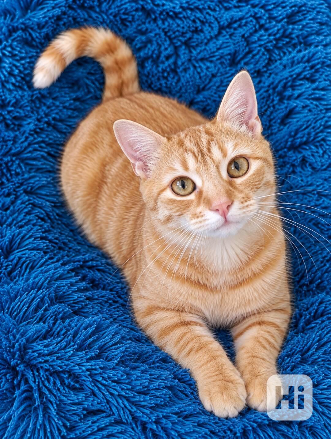GARFIELD a GINGER - 1 rok, oba vykastrovaní  - foto 1