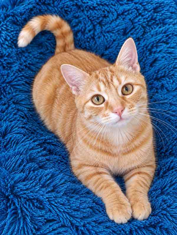 GARFIELD a GINGER - 1 rok, oba vykastrovaní  - foto 1