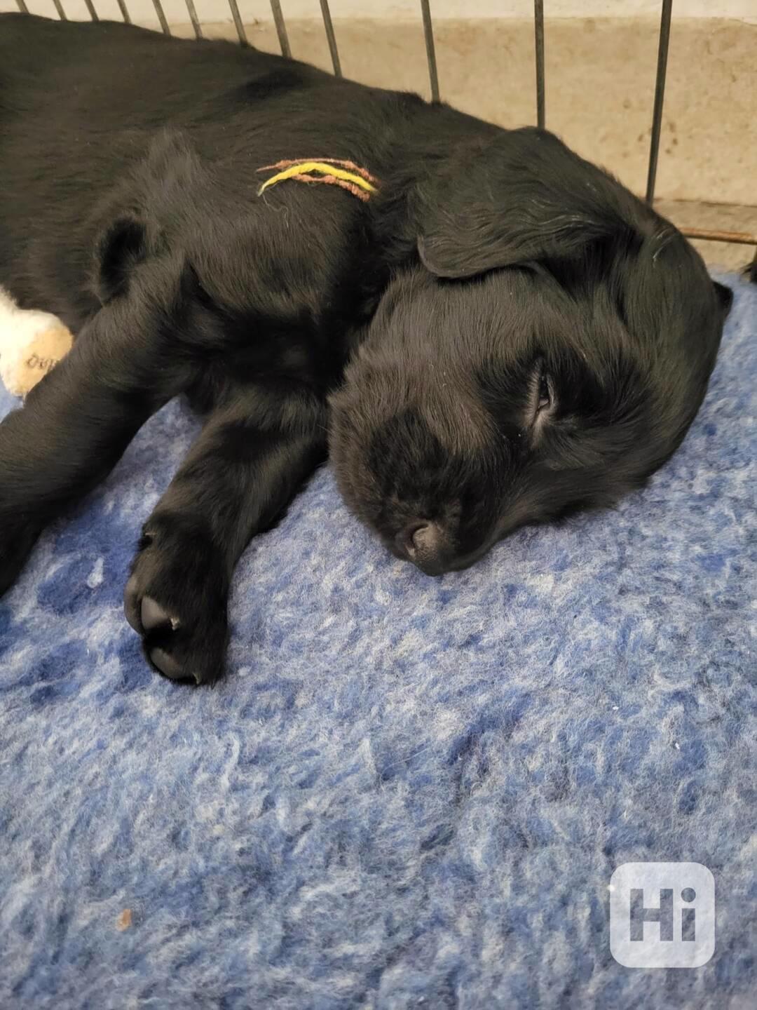 Štěnátka Flat Coated Retriever s PP - foto 1