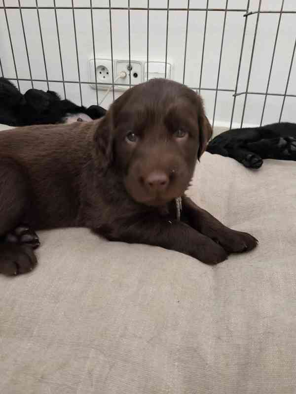 Štěnátka Flat Coated Retriever s PP - foto 2