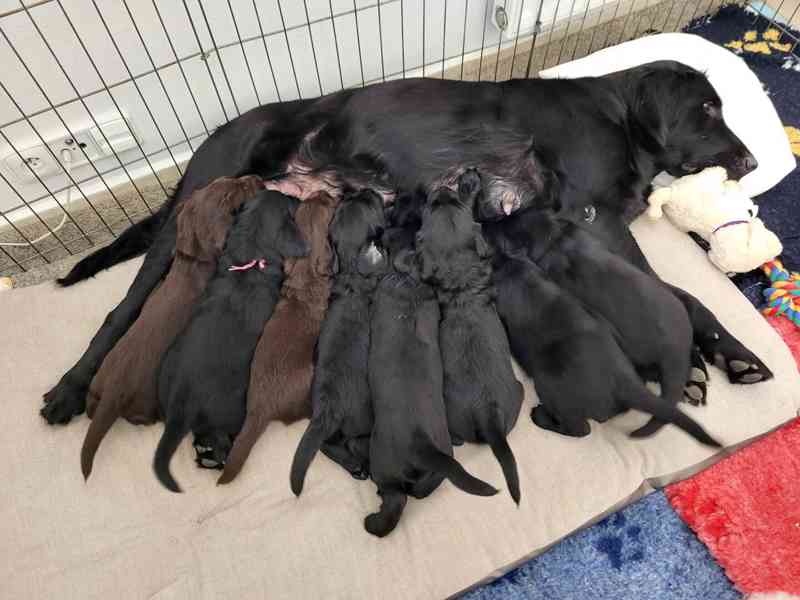 Štěnátka Flat Coated Retriever s PP - foto 4