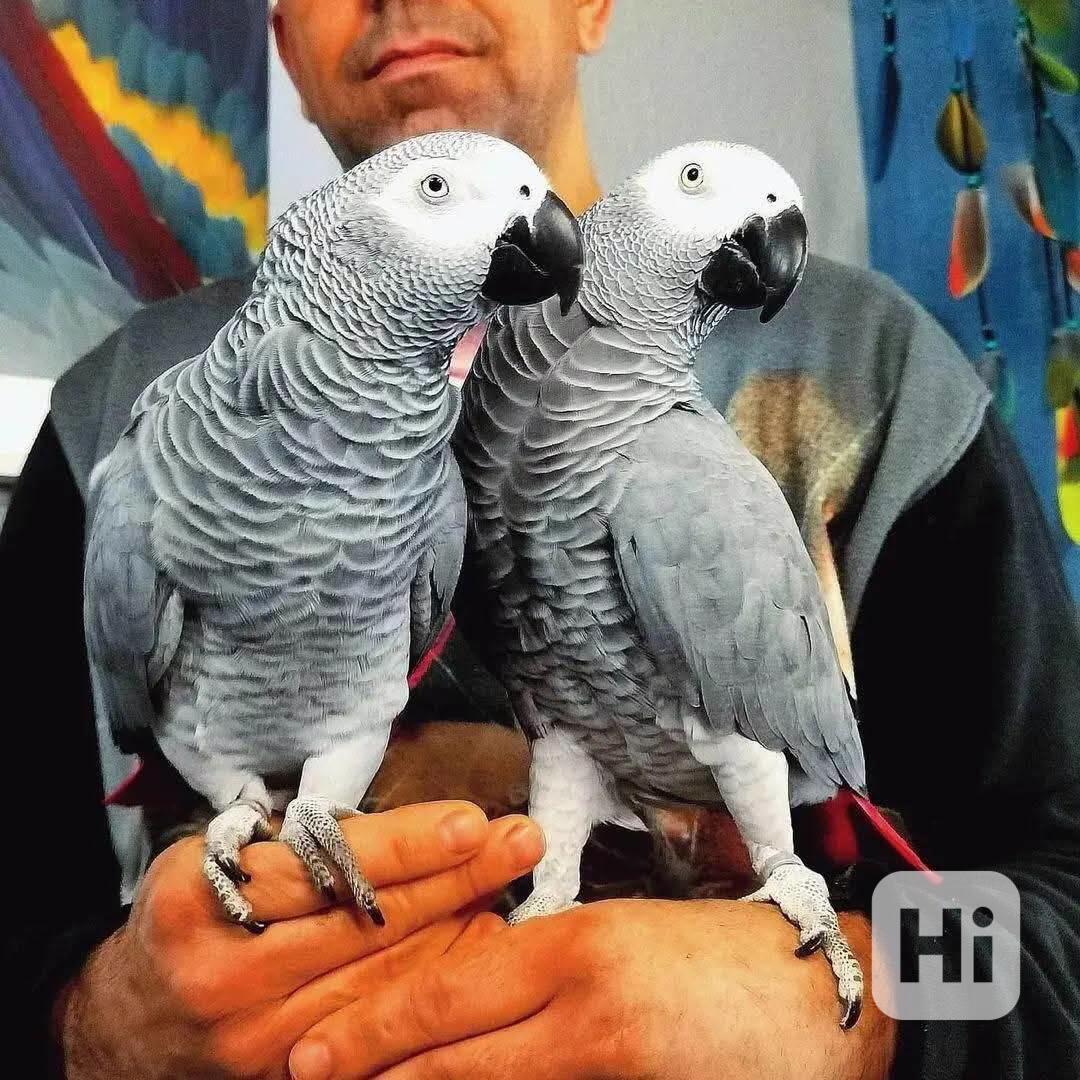 Krásní volní papoušci šedí z Afriky k dispozici   - foto 1