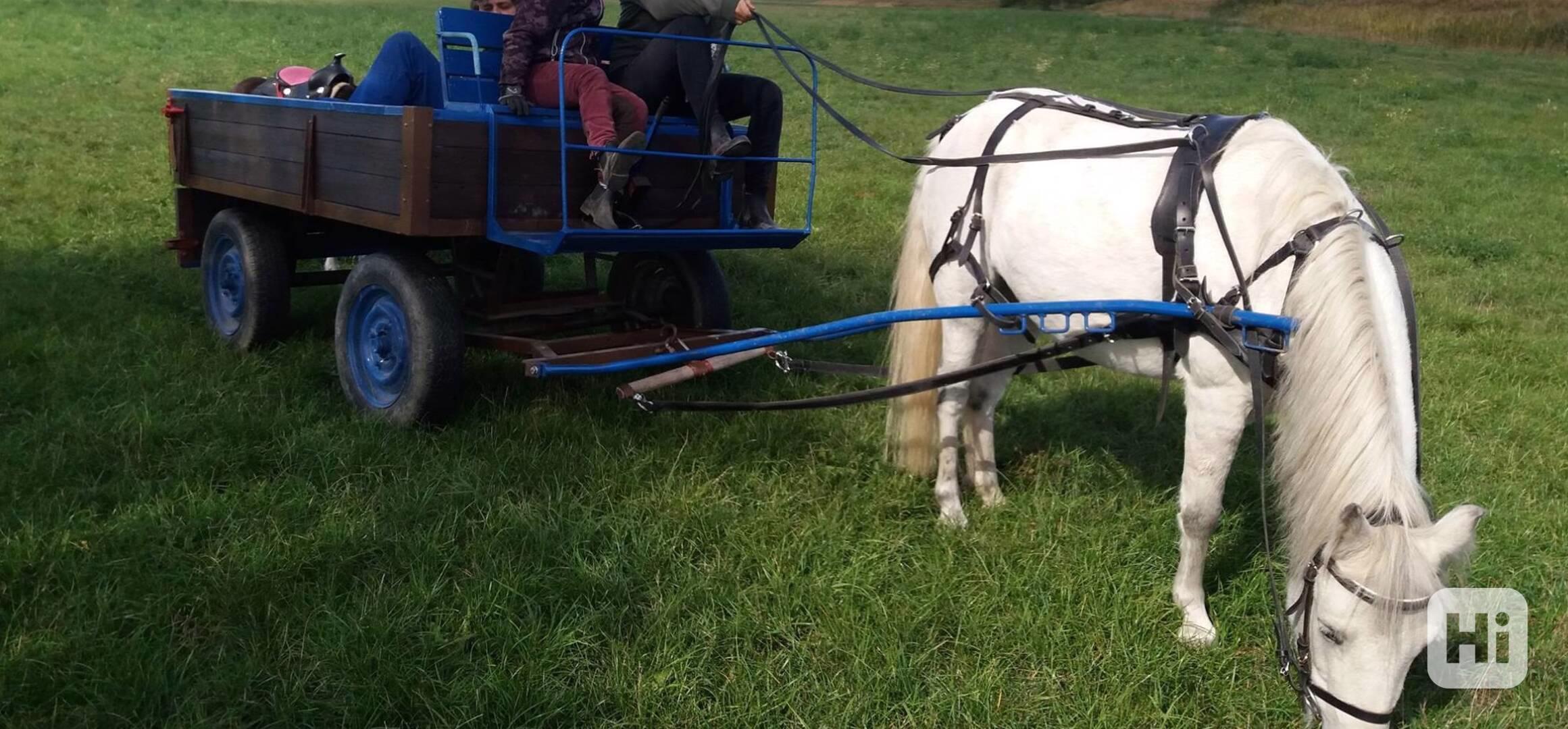 Prodám vozík za poníka - menšího koně - SLEVA - foto 1