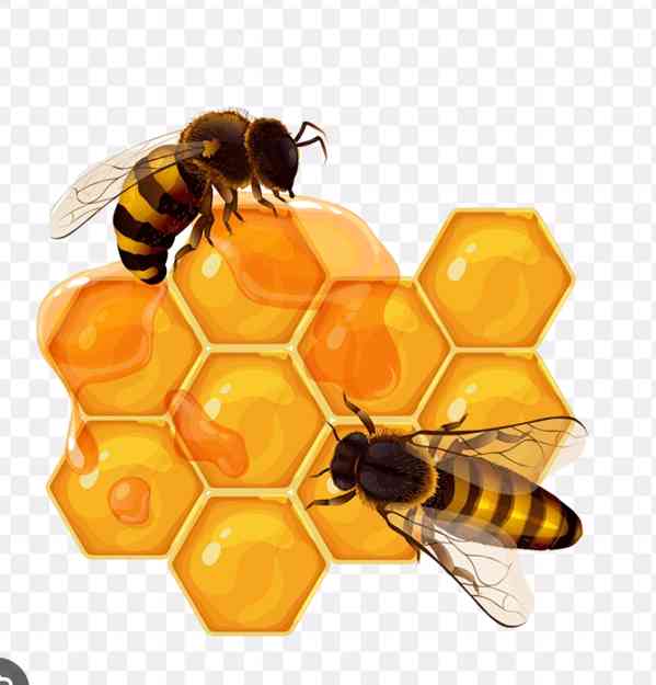 Včelí med 