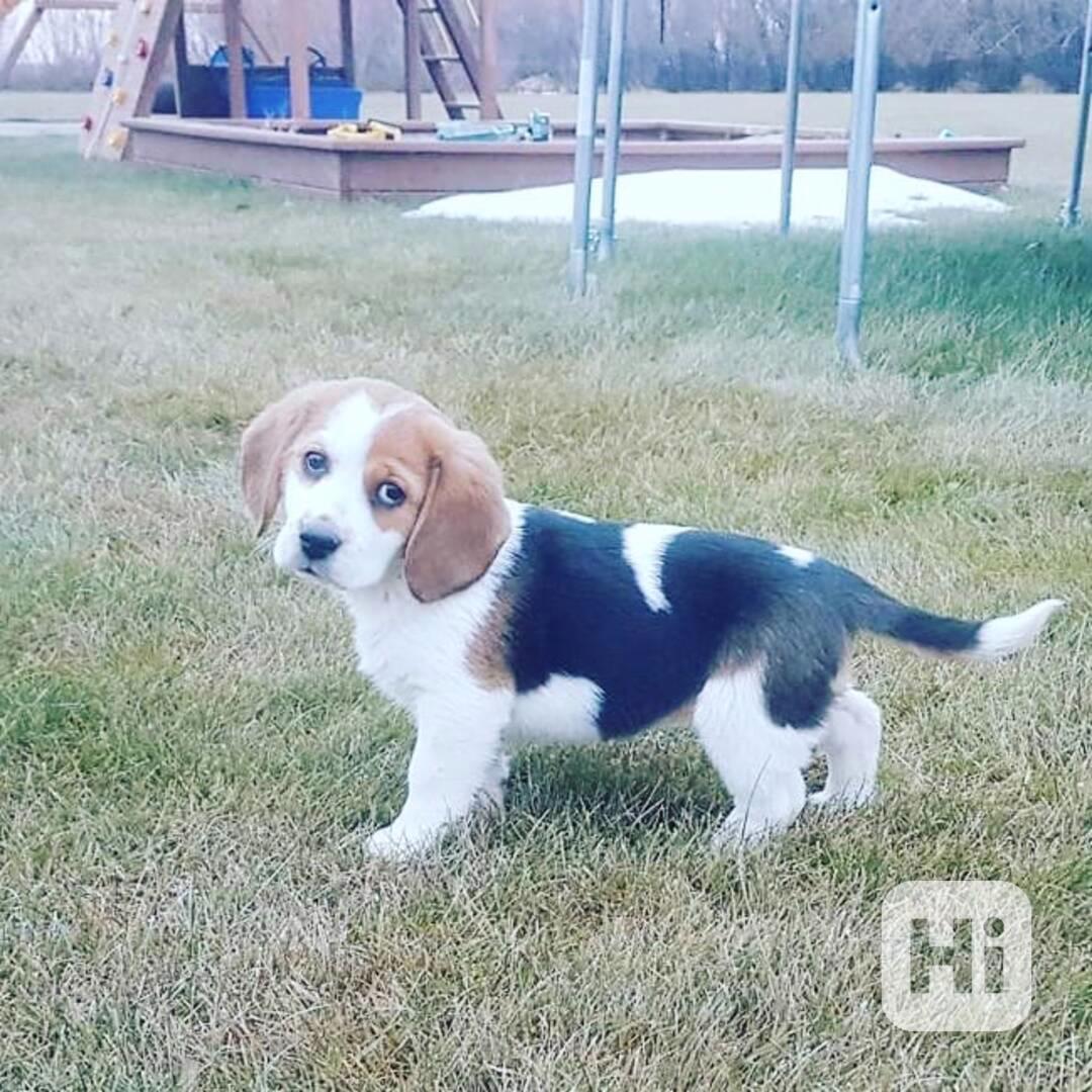 Štěňata tříbarevných bíglů - foto 1