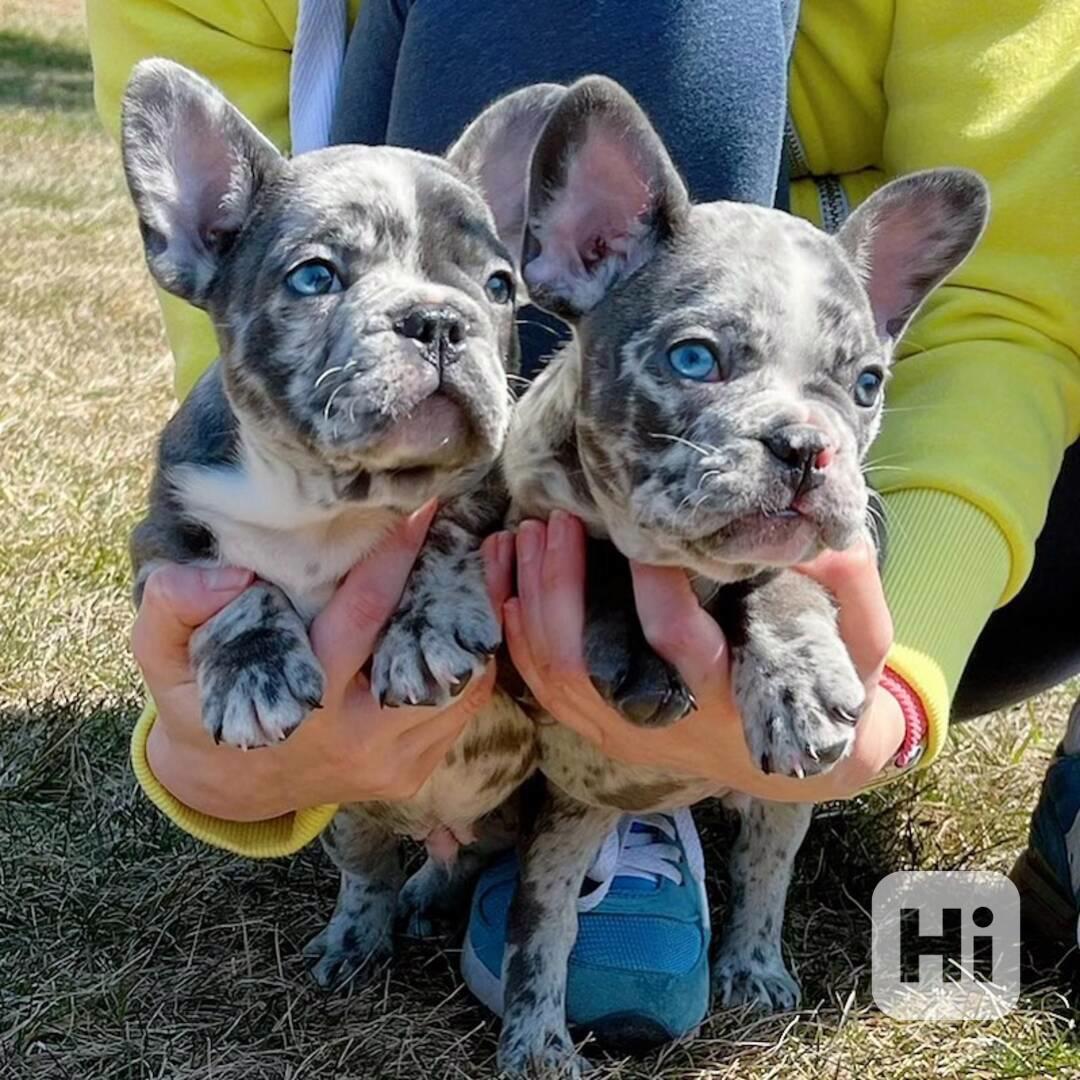 Rozkošné štěně francouzského buldočka - foto 1
