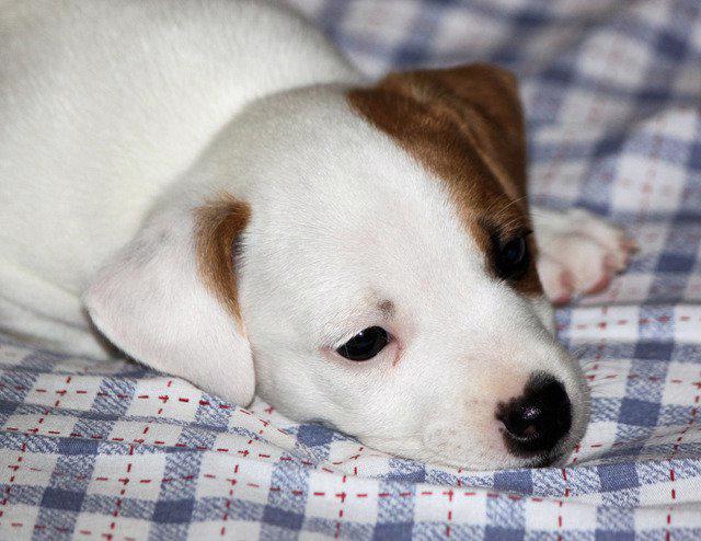 Štěňata Jack Russell teriéra - foto 3