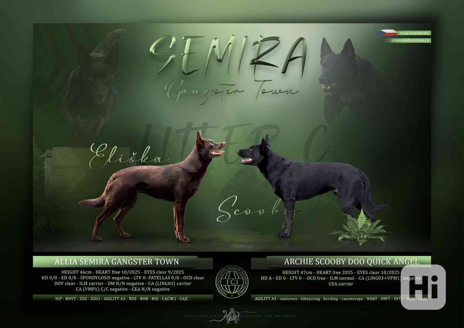 Australská kelpie s PP - foto 1