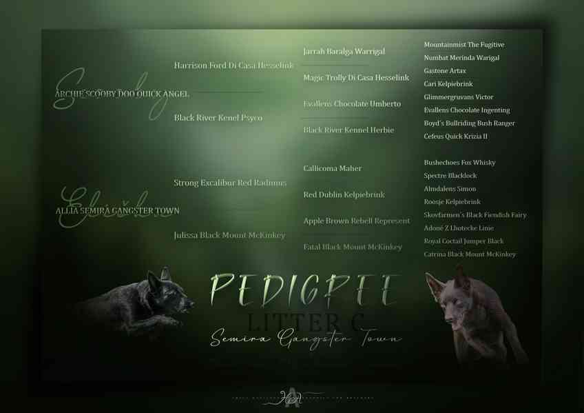 Australská kelpie s PP - foto 2