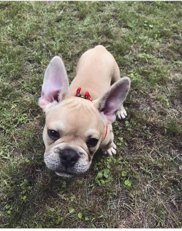 Roztomilé štěňátko