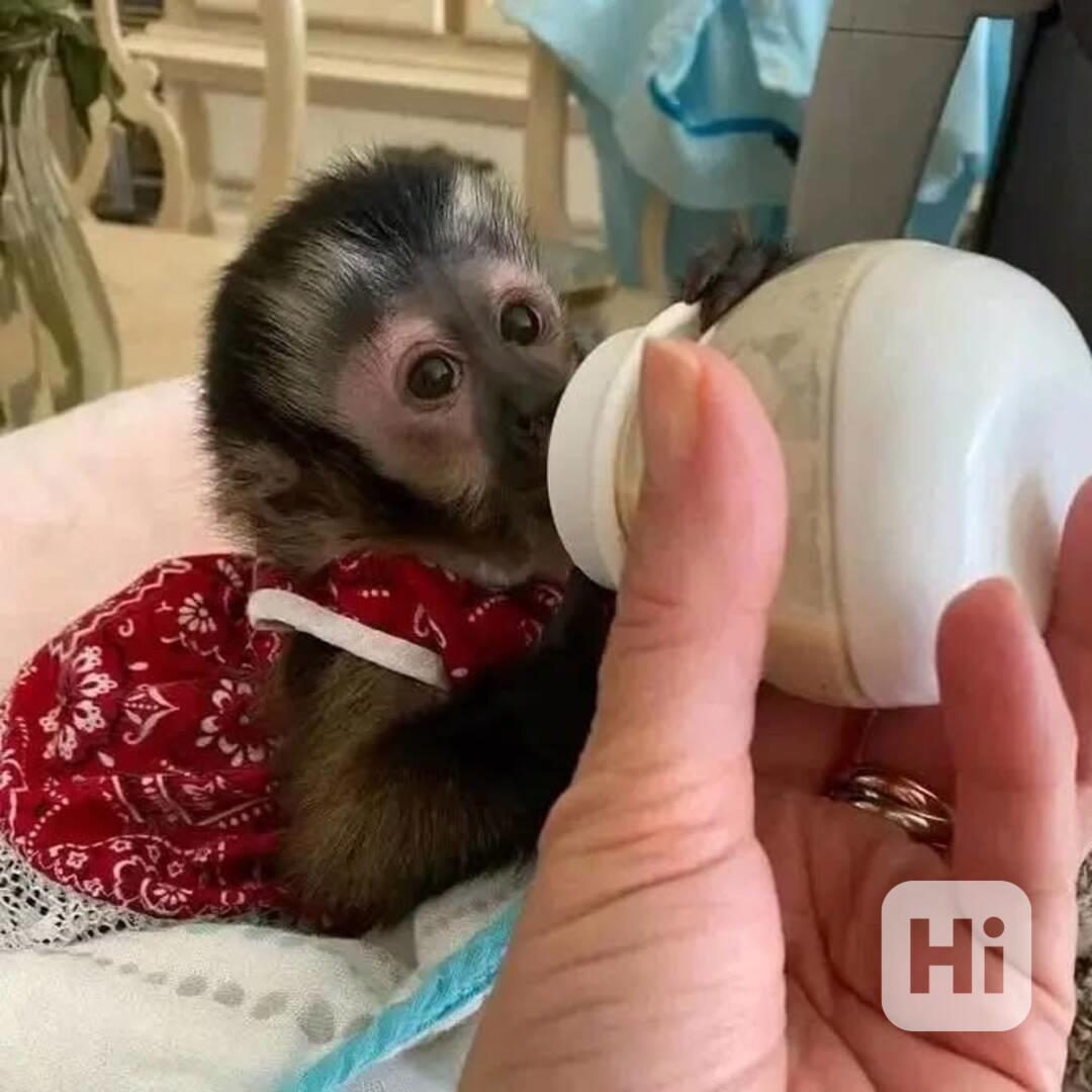 Vynikající kapucínské opice k adopci - foto 1