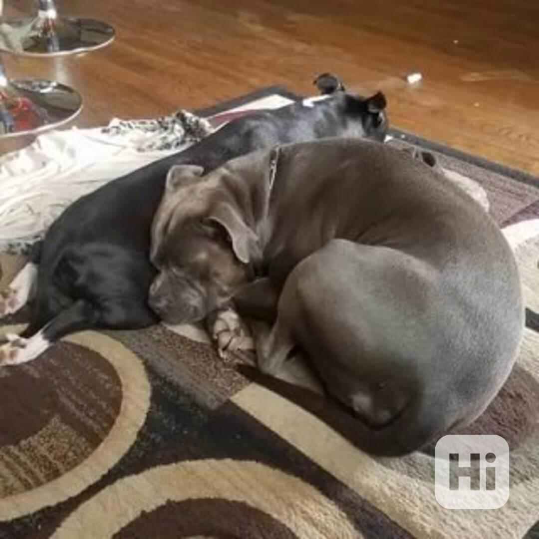 Pitbull štěňata - foto 1