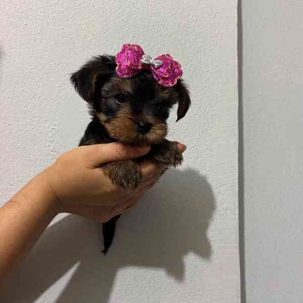 Yorkshire Terrier puppy  - foto 3