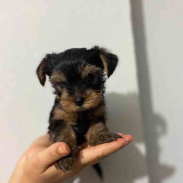 Yorkshire Terrier puppy 