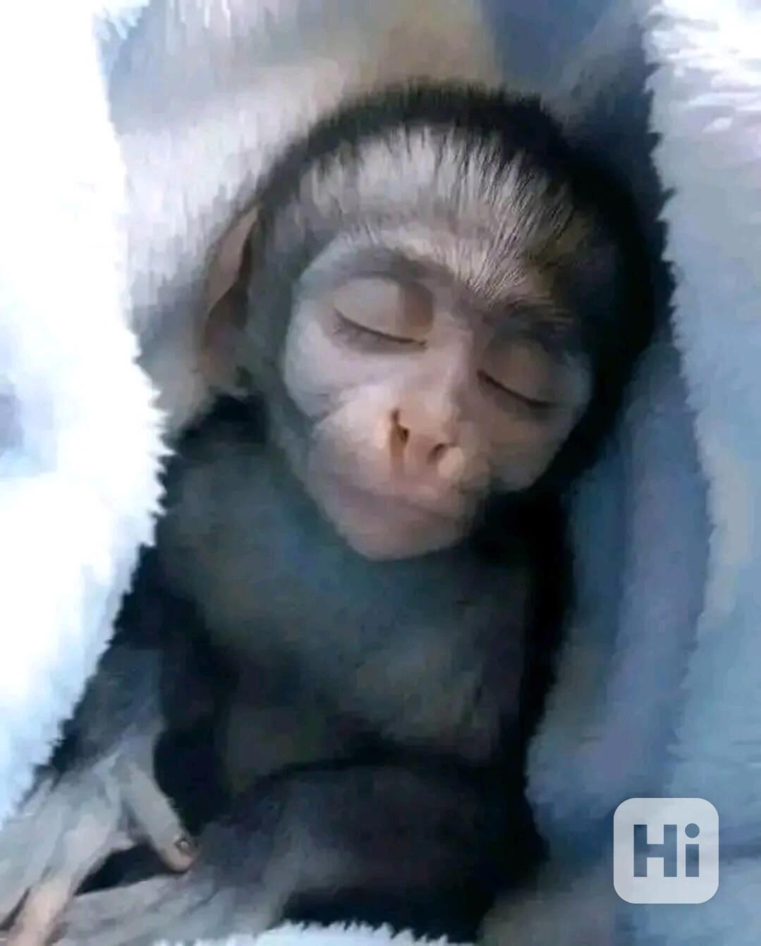  Vítám milého kapucínského kamaráda      - foto 1