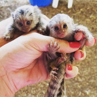 marmoset opice  k adopci