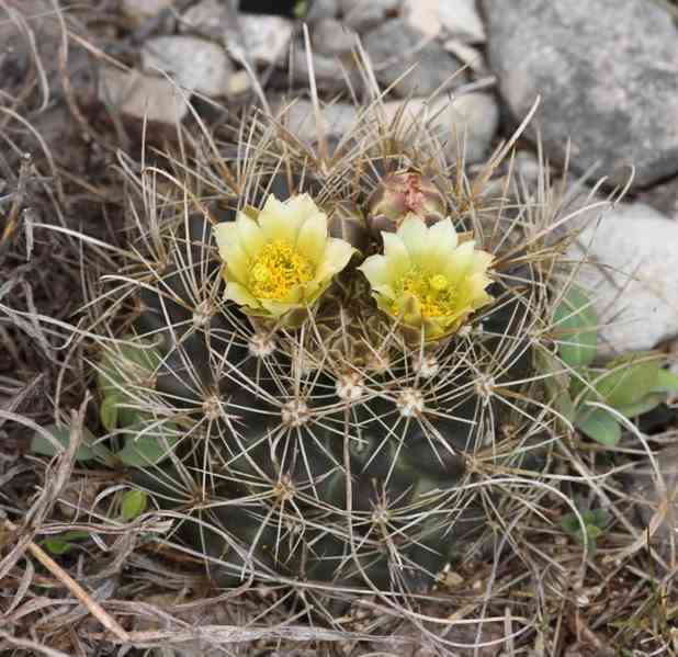 kaktus Ancistrocactus brevihamatus Val Verde Tx.