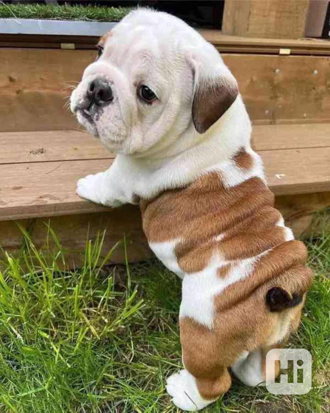  štěňata anglického buldoka k adopci  - foto 1