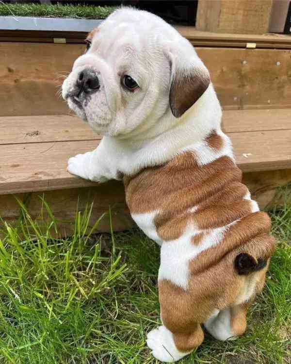štěňata anglického buldoka k adopci - foto 1