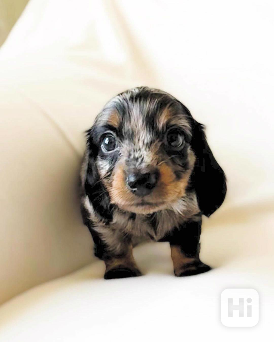 DACHUND - foto 1