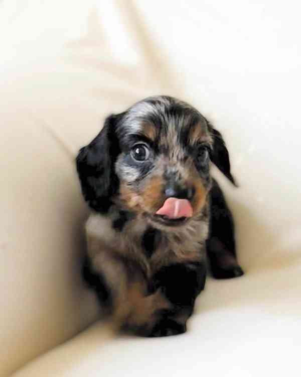 DACHUND - foto 2