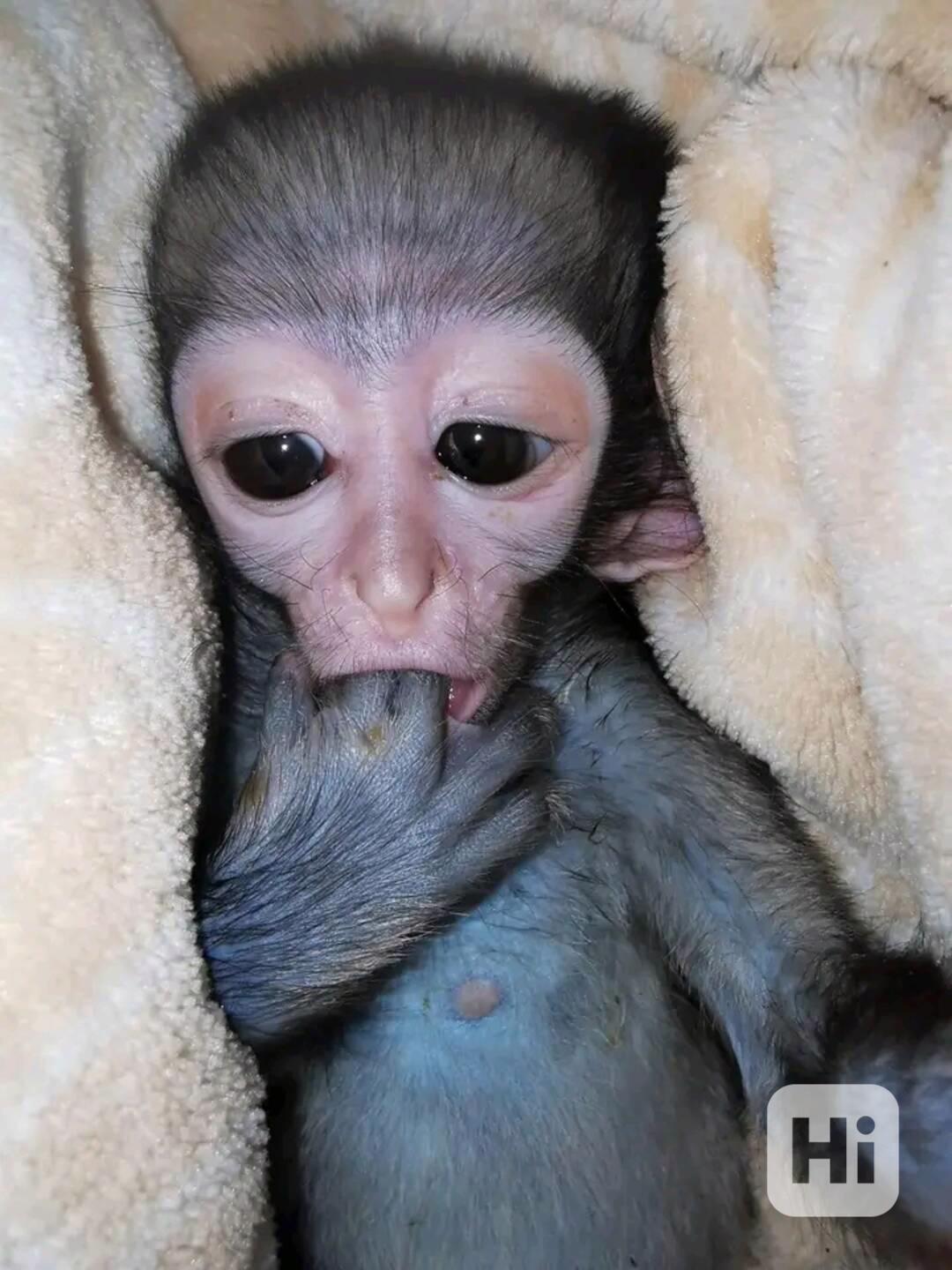  Očkovaný kapucínský kamarád  - foto 1