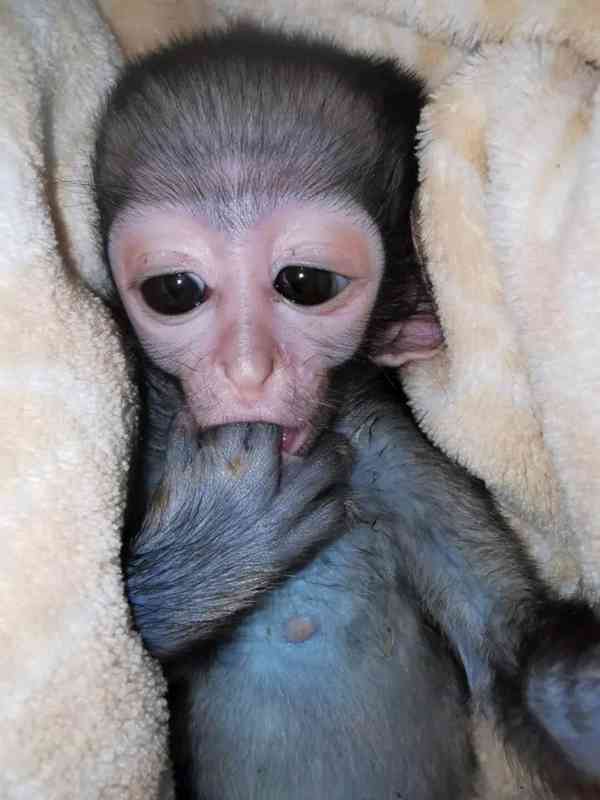  Očkovaný kapucínský kamarád  - foto 1