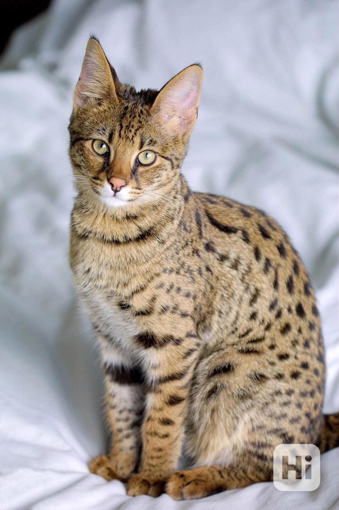 Krásná koťátka savannah s plným rodokmenem - foto 1